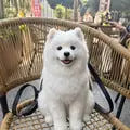 Jasmine K. Samoyed Backpack