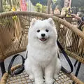 Jasmine K. Samoyed Backpack