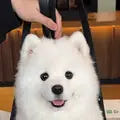 Jasmine K. Samoyed Backpack