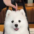 Jasmine K. Samoyed Backpack