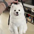Jasmine K. Samoyed Backpack