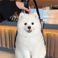 Jasmine K. Samoyed Backpack